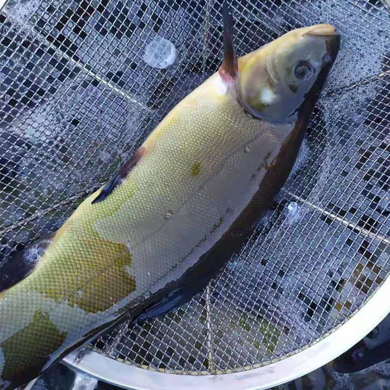 赛卡伊 黑龙江特产冷水丁桂鱼铜锣鱼 1斤丁桂鱼