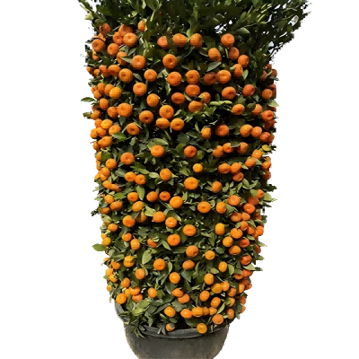 海铁科技朱砂桔70#/棵