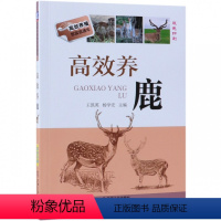 [正版]高效养鹿(双色印刷)/高效养殖致富直通车 梅花鹿养殖书 鹿病防治 鹿茸鹿角鹿鞭鹿胎产品加工教程