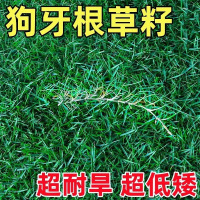 狗牙根草籽 护坡固土种子 单位/斤