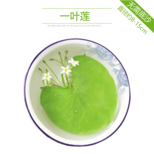 鱼缸水草植物真草造景莫斯懒人增氧淡水榕沉木爬地趴地矮珍珠