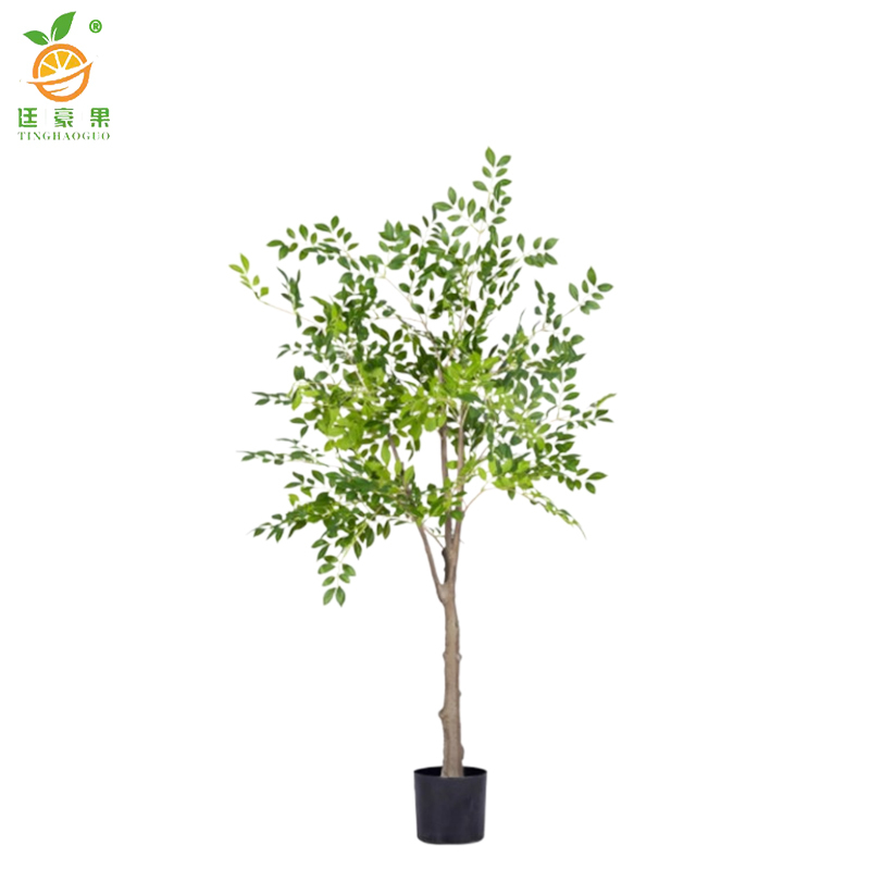 廷豪果 大叶榆树苗 5公分 /棵