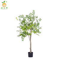 廷豪果 大叶榆树苗 5公分 /棵