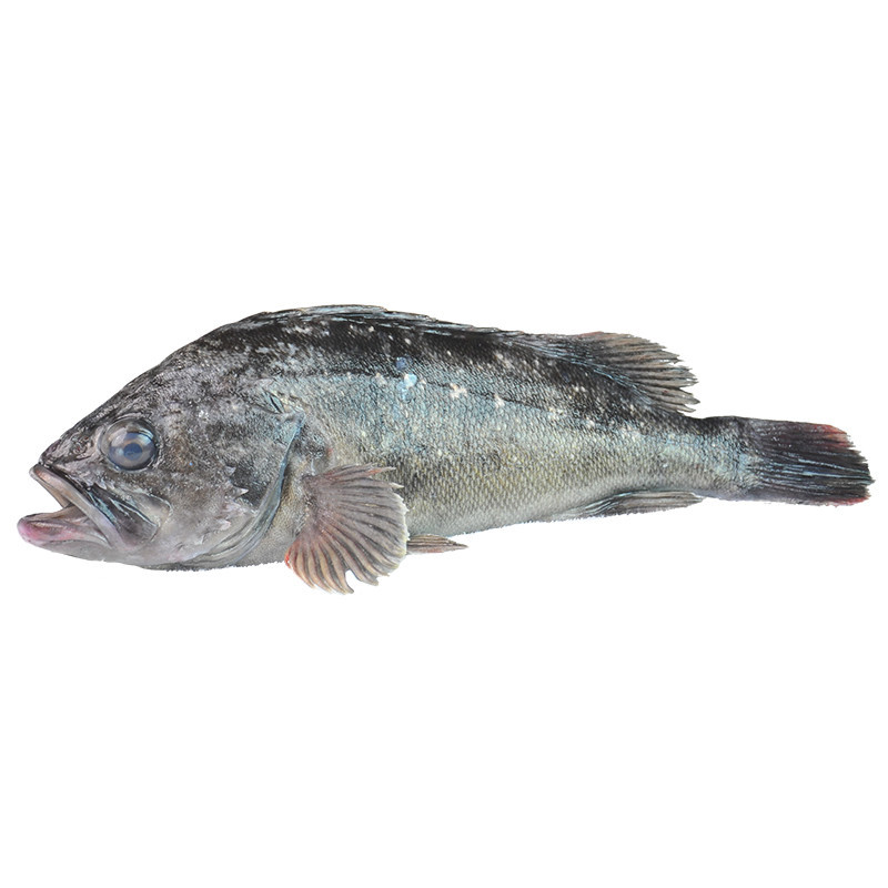 青岛黑头鱼 黑鱼 鲜活海鱼 新鲜豆腐鱼 猪嘴鱼 寨花鱼 航空空运 0.5kg