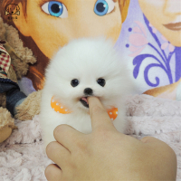 麦比佳狗狗活体 纯种博美犬幼犬哈多利系球体博美 俊介狗长不大茶杯犬玩具型迷你袖珍博美宠物狗微小体杯子狗