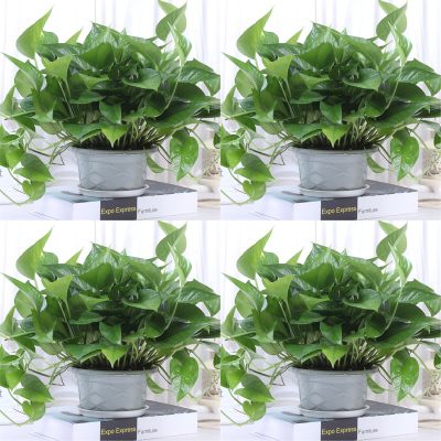 回固绿萝盆栽室内吸除甲醛净化空气花卉吊兰办公室绿植物水培长藤绿箩65株精品原盆绿萝四盆装-带盆栽好