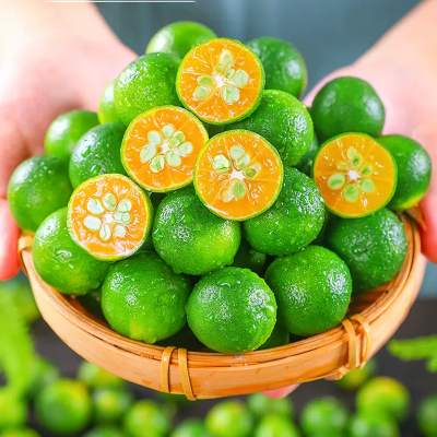 [西沛生鲜]海南青金桔新鲜水果 净重2.5斤 青金桔柠檬 单果6-12g 小青柑奶茶