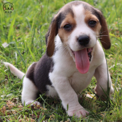 比格犬幼犬宠物狗比格犬狗狗活体纯种双血统短毛猎兔犬比格鲁中小型高智商家庭犬比格打猎狗视频挑选包健康