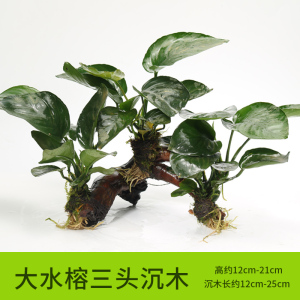 沉木水缸鱼缸装饰造景套餐小水榕类懒人新手真水椒植物