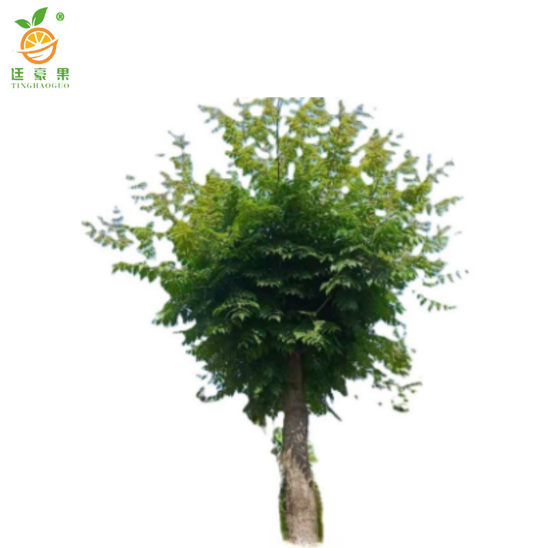廷豪果 国槐 直径15cm /棵