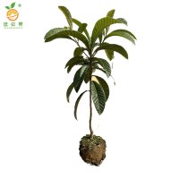 廷豪果 枇杷果树苗-高140-160cm 棵