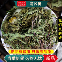 甄选蒲公英100克蒲公英整颗干草新货蒲公英茶婆婆丁9260