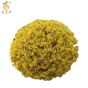 廷豪果 连翘球 冠幅80cm /棵