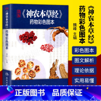 [正版]精编神农本草经药物彩色图本 人卫自学中医入门医学类原版图解图鉴本草纲目伤寒论黄帝内经杂病原著中药材中药书中草药