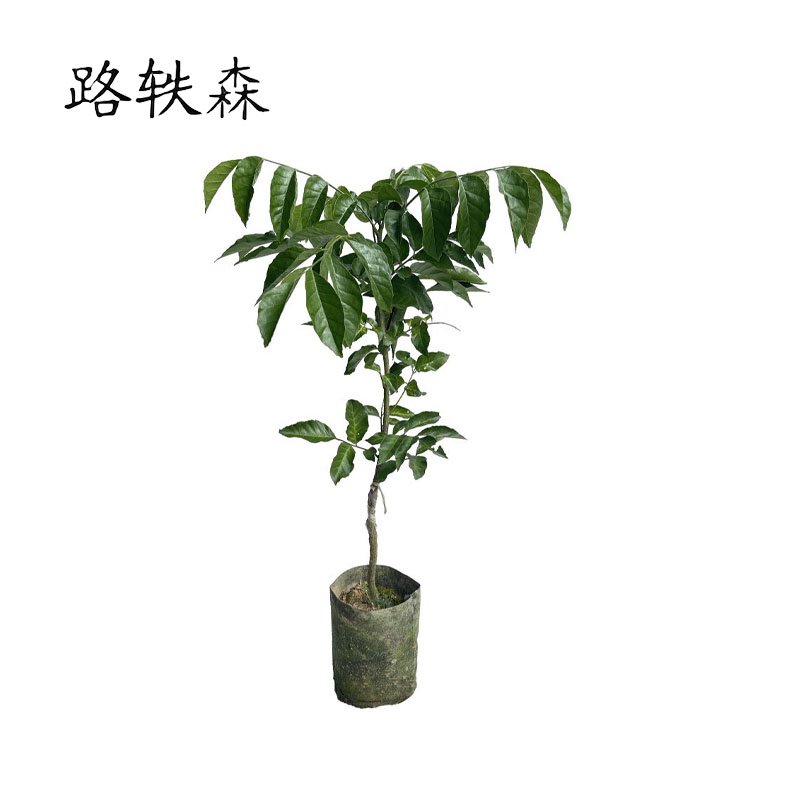 路轶森 黄皮树 120-150cm 根