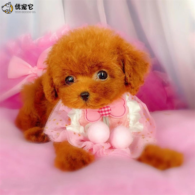 泰迪贵宾茶杯犬活体 纯种血统超小体泰迪犬幼犬宠物狗狗活物 长不大