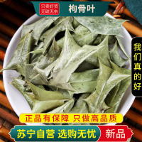 枸骨叶100克干货正品新货功劳叶狗枸骨刺八角刺猫儿刺八角刺羊角刺树叶