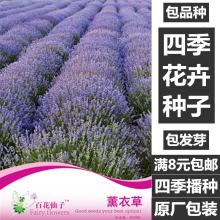 香草薄荷种子图片 香草薄荷种子图片大全 苏宁易购