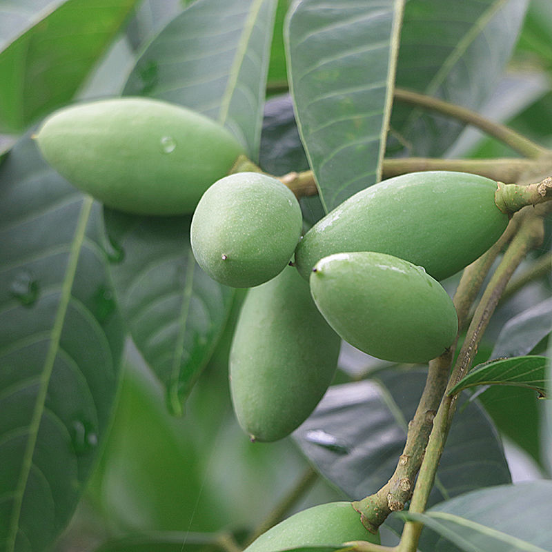 青橄榄青果橄榄煲汤泡酒潮汕特产青橄榄生果 1斤(尖头梭子)新鲜青橄榄