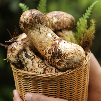 新鲜松茸菌5-7cm/7-9cm 500g/1000g出口级未开伞松口蘑山珍蘑菇食用菌