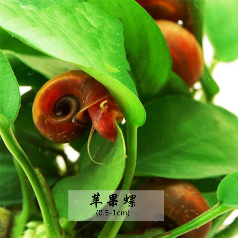 除藻工具螺斑马螺黑金刚蜜蜂角螺彩蛋螺观赏苹果螺黄金螺紫纹螺 5个