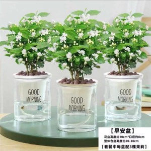 [补贴10%]茉莉花苗盆栽水培带花苞九里香栀子花卉绿植物四季开花室内鲜花