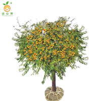 廷豪果 枣树 直径8公分 /棵