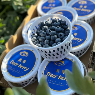 家庭装[熊猫鸟]云南蓝莓 1000g 单果18mm+ 新鲜水果当季蓝梅鲜果现摘高山怡颗孕妇可食