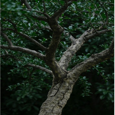 诚智旺 石榴树 4公分粗/棵