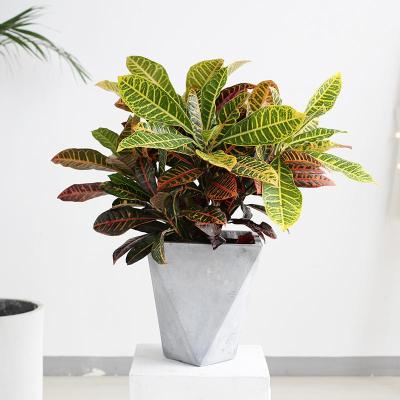 七彩变叶木盆栽四季观叶七彩渐变绿植室内净化空气家用植物 变叶木-0.