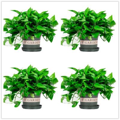 180绿加仑托盘4盆+2肥特厚盆绿萝盆栽室内植物吸甲醛进化空气水培绿植懒人长藤大绿箩花卉批发