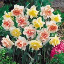 秋冬花卉图片 秋冬花卉图片大全 苏宁易购