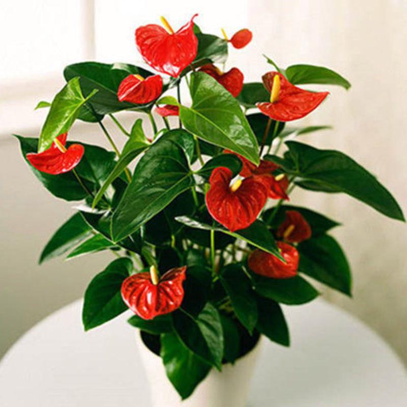 四季开花红掌红掌盆栽粉掌盆栽玫瑰花苗花卉室内盆栽水培白掌好养