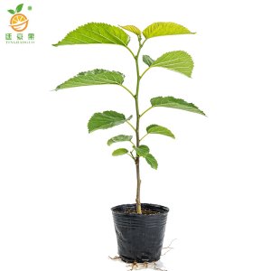 廷豪果 红桑 高30-40cm /棵