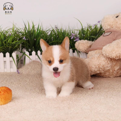 柯基犬幼犬 柯基狗狗活体 纯种血统级双色三色柯基犬小狗 贵族矮脚骑士断尾迷人柯基 小体柯基 可视频挑选