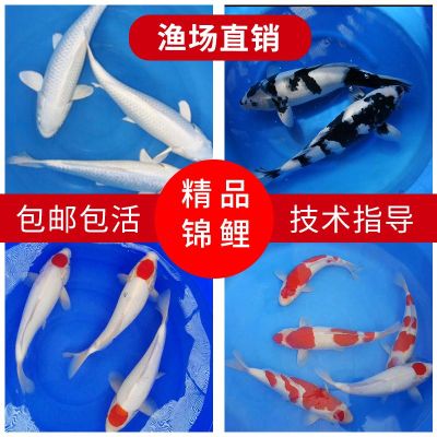 享弗日本进口昭和金龙凤锦鲤活鱼大正种观赏鱼淡水长尾好养水族世界