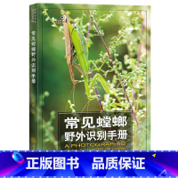 [正版]常见螳螂野外识别手册 好奇心书系 吴波 书中讲述对我国有分布的相对常见且有代表性的77种螳螂的形态特征生活习性