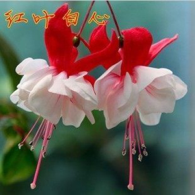 红叶植物 红叶植物推荐 苏宁易购