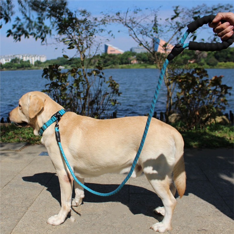 宠物牵引绳拉布拉多金毛米妮防爆冲狗链小中大型犬脖圈项圈大狗遛狗链