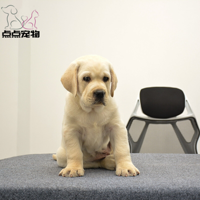[点点宠物]宠物狗狗 纯种拉布拉多犬幼犬 血统级拉布拉多 短毛家养健康宠物狗 高智商导盲犬 黄色奶白色黑色可视频挑选