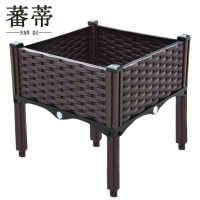 蕃蒂