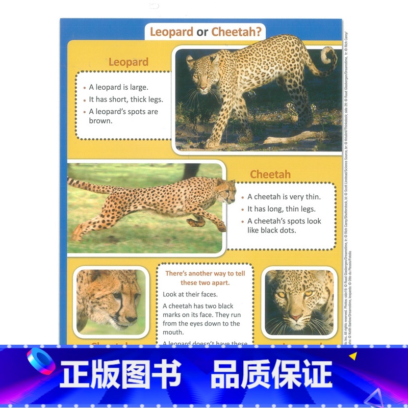 [正版]新东方 四年级英语志高班(AA) Short Reads-Non Fiction(内含2本练习册+40张图