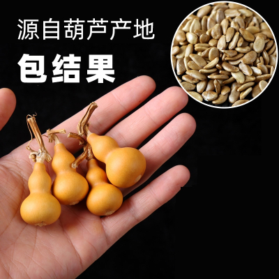 回固小葫芦籽手捻文玩八宝观赏盆栽稀有大葫芦种子大全种苗秧葫芦籽种