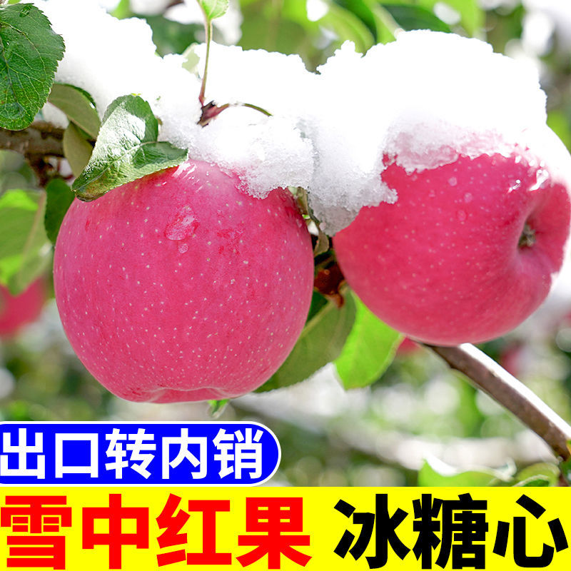 赛卡伊 [雪果]苹果冰糖心红富士新鲜脆甜丑平果批发应季水果一整箱