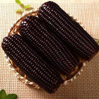 [西沛生鲜]]新鲜黑糯玉米 小棒 3根装 单根160-220g 黏玉米甜糯玉米袋装