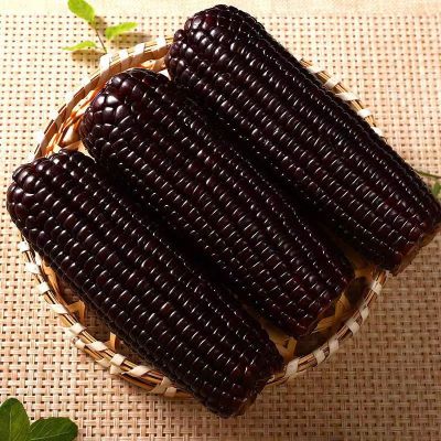 [西沛生鲜]]新鲜黑糯玉米 小棒 3根装 单根160-220g 黏玉米甜糯玉米袋装