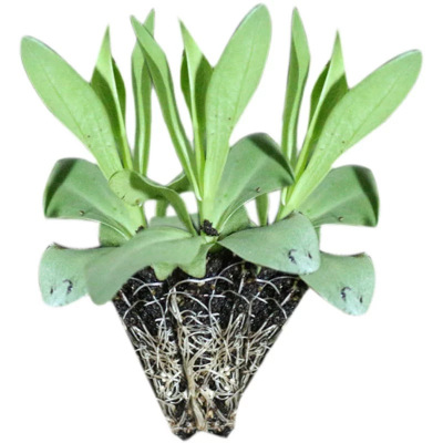 诚智旺 洋桔梗 小苗 /束