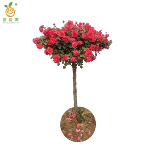 廷豪果 橡胶树 高1.2 盆