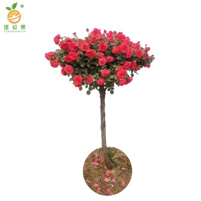 廷豪果 橡胶树 高1.2 盆