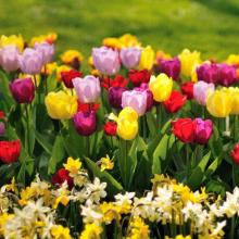 秋冬花卉图片 秋冬花卉图片大全 苏宁易购